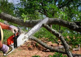 Best Tree Trimming and Pruning  in Wells, MN